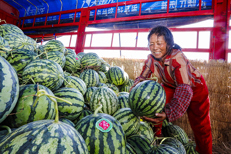 坎北街道呂灘村種植戶(hù)加緊采摘成熟西瓜裝車(chē)
