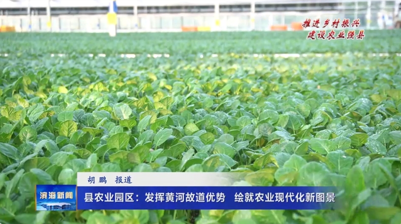 【推進(jìn)鄉(xiāng)村振興?建設(shè)農(nóng)業(yè)強(qiáng)縣】縣農(nóng)業(yè)園區(qū)：發(fā)