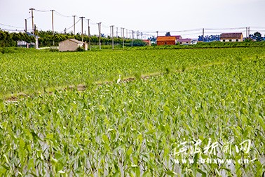 五汛鎮(zhèn)帶動村集體經(jīng)濟高質量發(fā)展